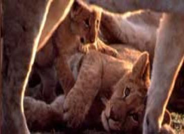 Big Cat Diary 2005