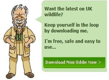Mini Oddie