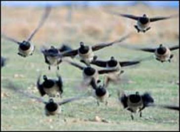 Supergoose