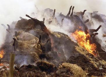 Photo of burning animal bodies