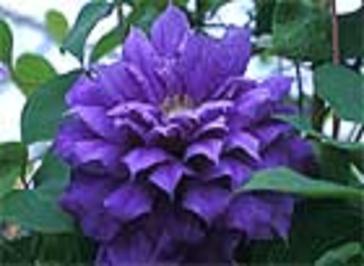 Gardener's World Live 2006
